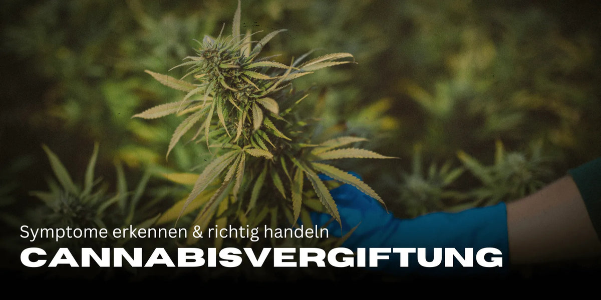 Cannabisvergiftung