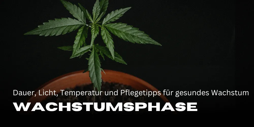 Die Cannabis Wachstumsphase: Dauer, Licht, Temperatur und Pflegetipps für gesundes Wachstum