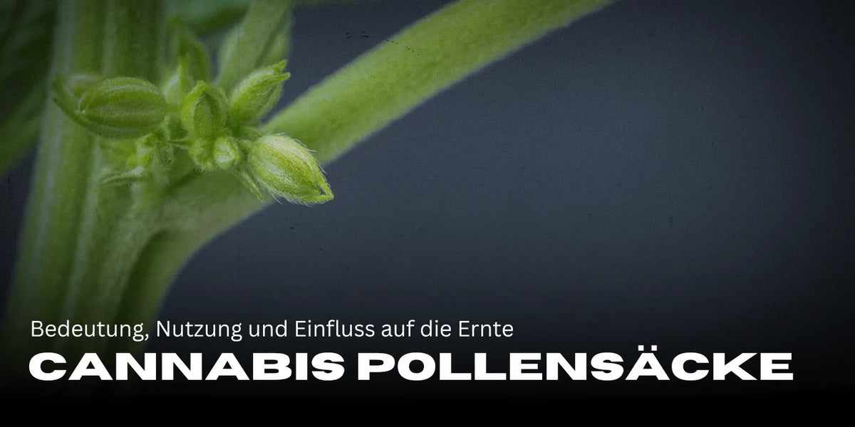 Cannabis Pollensäcke: Bedeutung, Nutzung und Einfluss auf die Ernte