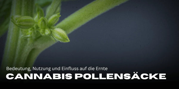 Cannabis Pollensäcke: Bedeutung, Nutzung und Einfluss auf die Ernte