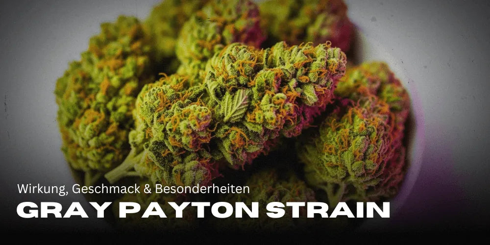 Gray Payton Strain: Wirkung, Geschmack & Besonderheiten