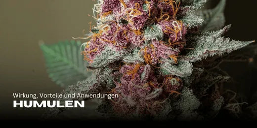 Humulen. Cannabisstrain im Vordergrund und Fokus