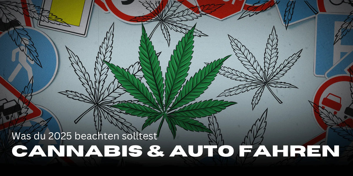Cannabispatienten & Führerschein 2025