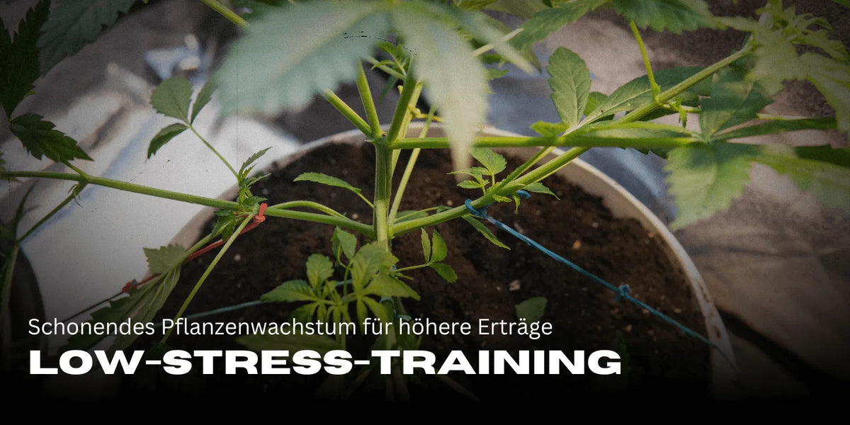 Low-Stress-Training (LST) Anleitung: Schonendes Pflanzenwachstum für höhere Erträge-Smagro GmbH