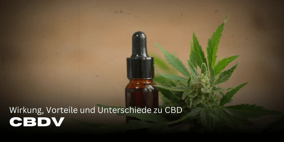 CBDV: Wirkung, Vorteile und Unterschiede zu CBD 🌿-Smagro GmbH