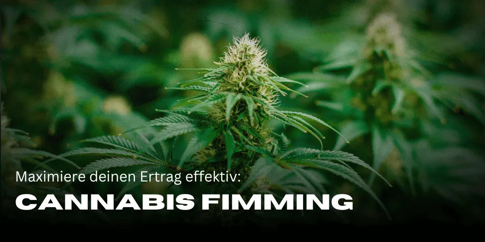 Cannabis Fimming: Maximiere deinen Ertrag effektiv-Smagro GmbH