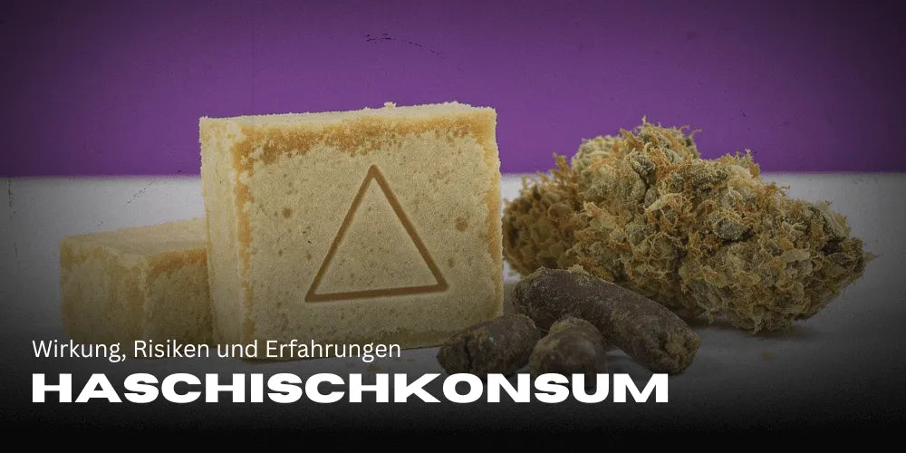 Haschischkonsum: Wirkung, Risiken und Erfahrungen