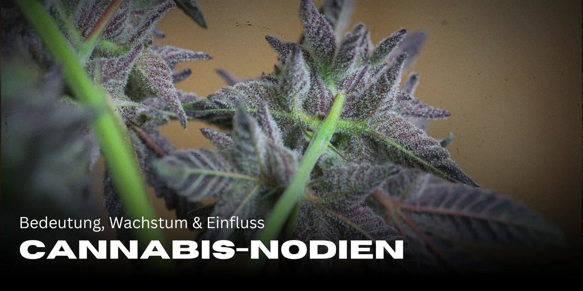 Cannabis-Nodien: Bedeutung, Wachstum & Einfluss-Smagro GmbH