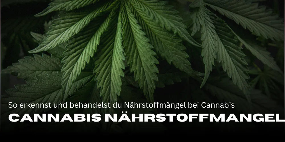 Cannabis Nährstoffmangel