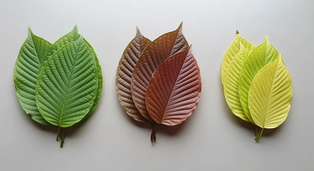 Kratom-Sorten verstehen – Farben, Unterschiede, Anwendung