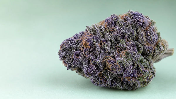Blue Zushi Cannabisblüte mit violett-grünen Tönen und Trichomen
