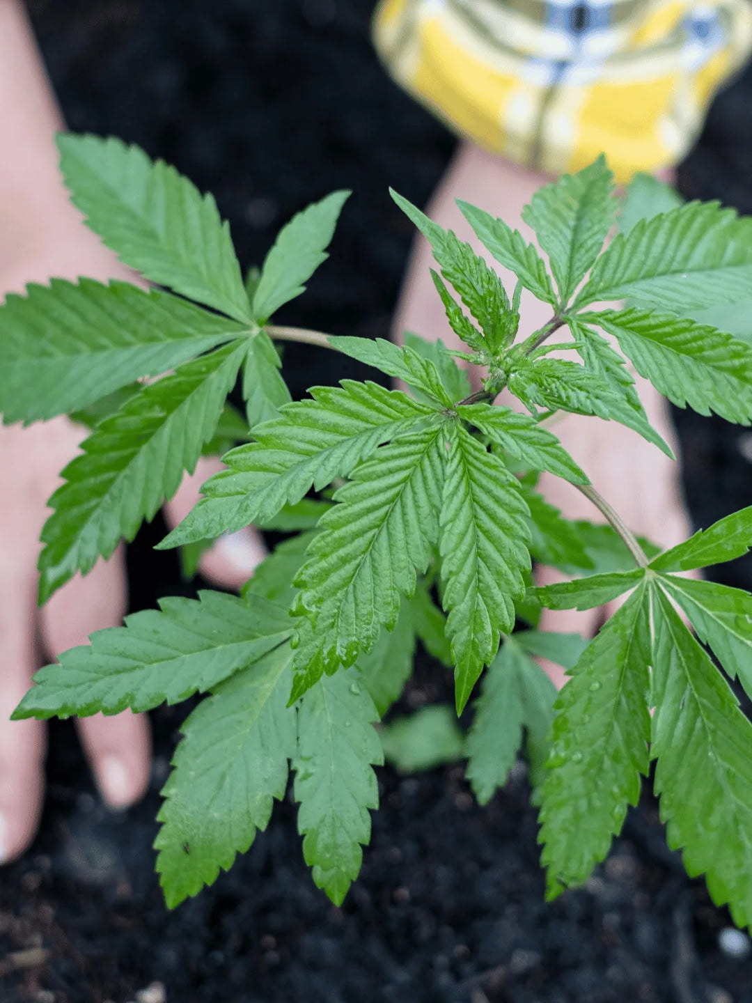Auswahl an Grow-Zubehör für den Indoor-Anbau